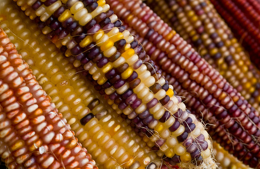 Pattern Photograph - Kalamazoo Indian Corn by John Gilroy