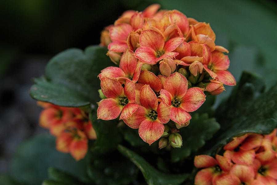 Kalanchoe Photograph by Alana Thrower