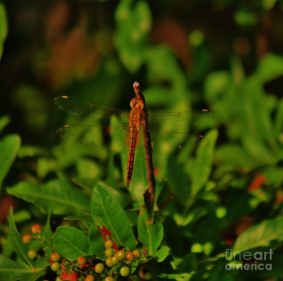 Kalaupapa Dragonfly Photograph by Craig Wood