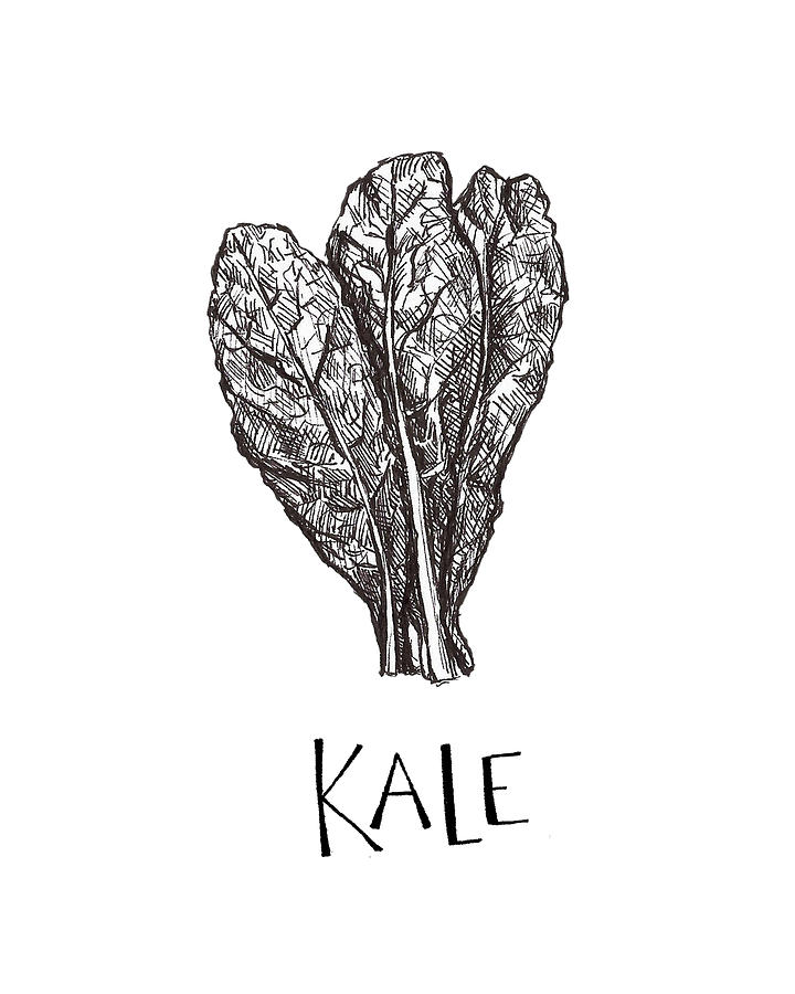 Kale Drawing by Madeline Lee