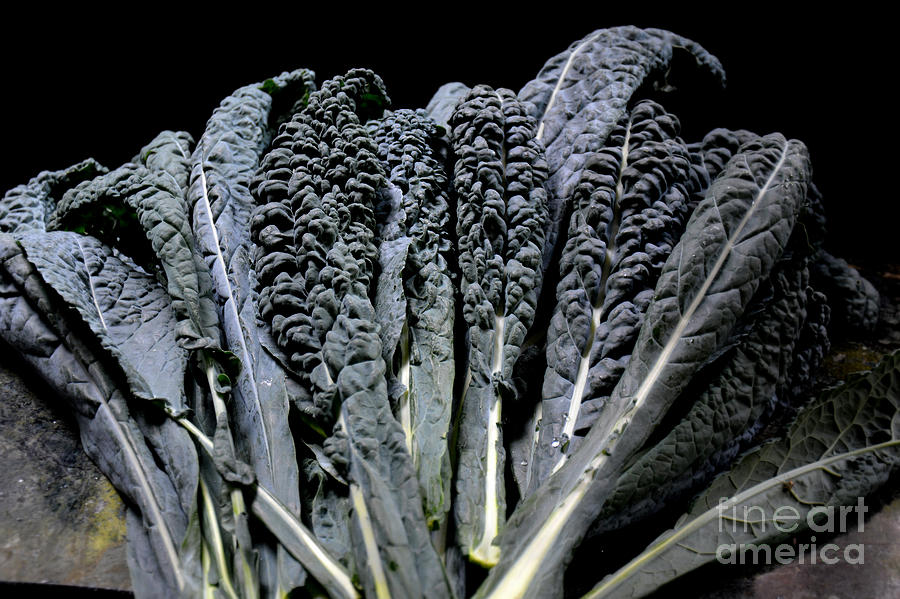 Kale Photograph by Tatyana Searcy