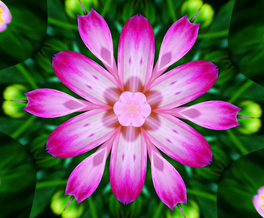 Flower Photograph - Kaleidoscope of a Dahlia by Cathie Tyler