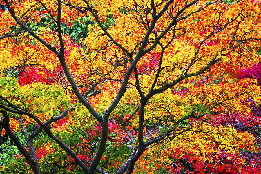 Kaleidoscope of Autumn Color Photograph by Eggers Photography