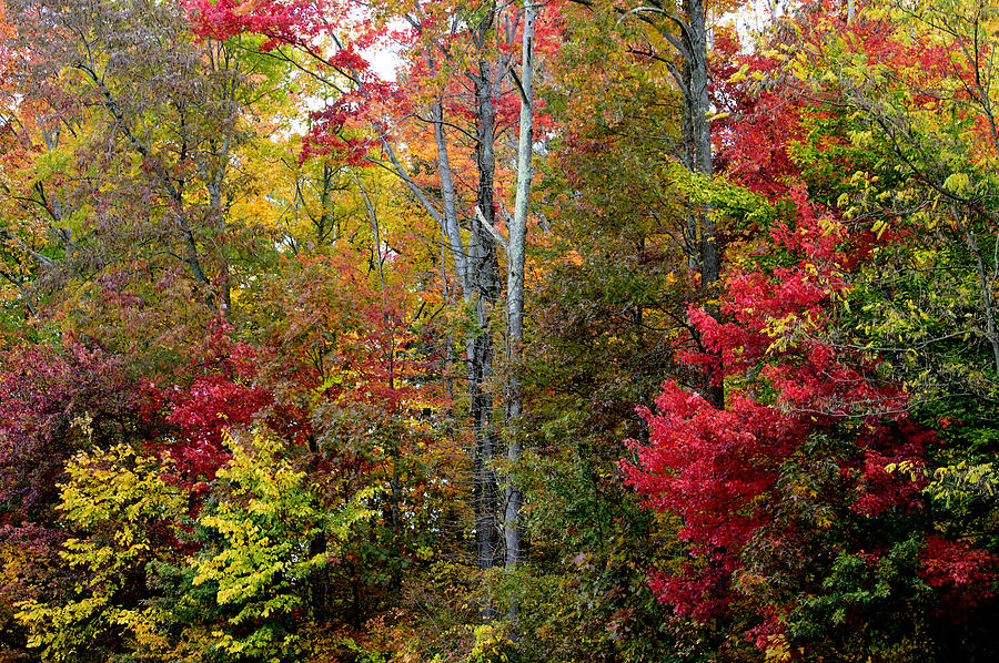 Kaleidoscope of Autumn Colors Photograph by Srinivasan Venkatarajan ...