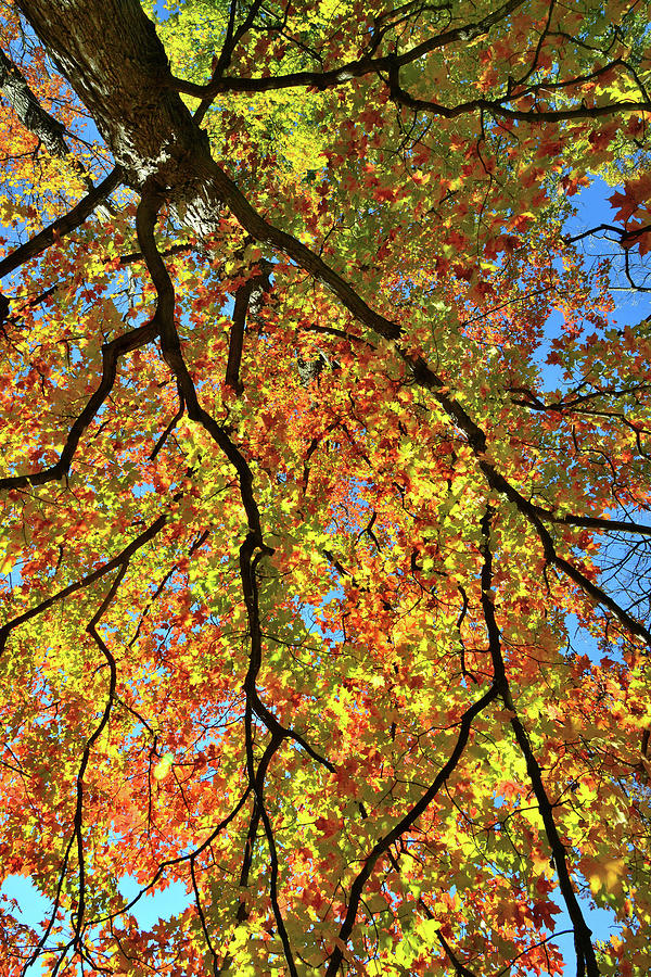 Kaleidoscope of Fall Color in Cook County Photograph by Ray Mathis