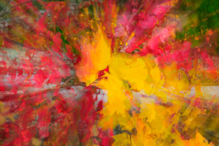Kaleidoscope of Fall Colors Photograph by Roberta Kayne