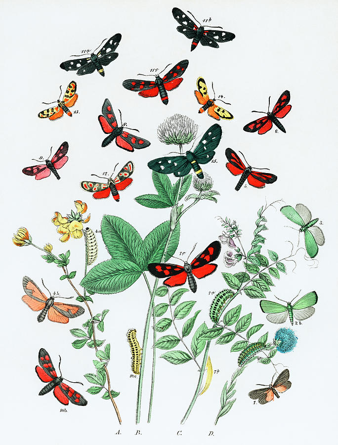 Kaleidoscope of fluttering butterflies and caterpillars Drawing by Vincent Monozlay