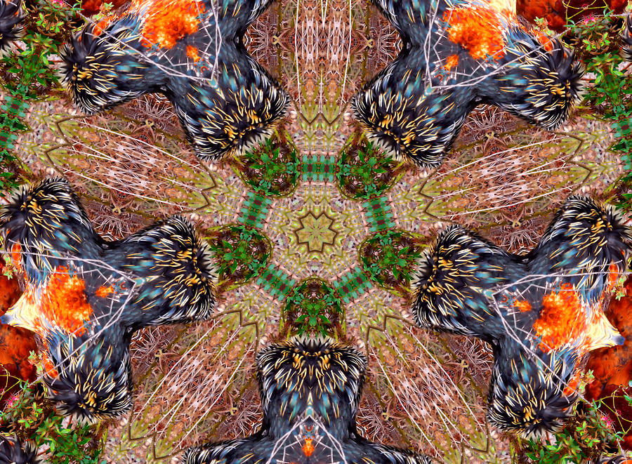 Kaleidoscopes in Feathers Two Photograph by Morgan Carter