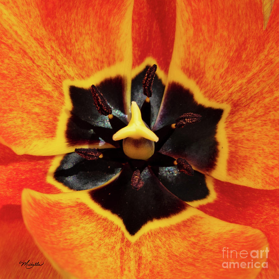 Nature Photograph - Kaleidoscopic Floral by Michelle Constantine