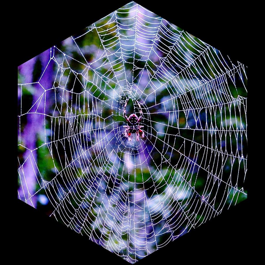 Kaleidoscopic Web Photograph by Betty Buller Whitehead