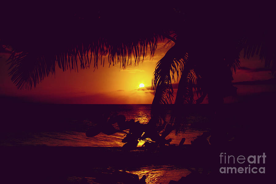 Kamaole Tropical Nights Sunset Gold Purple Palm Photograph by Sharon Mau