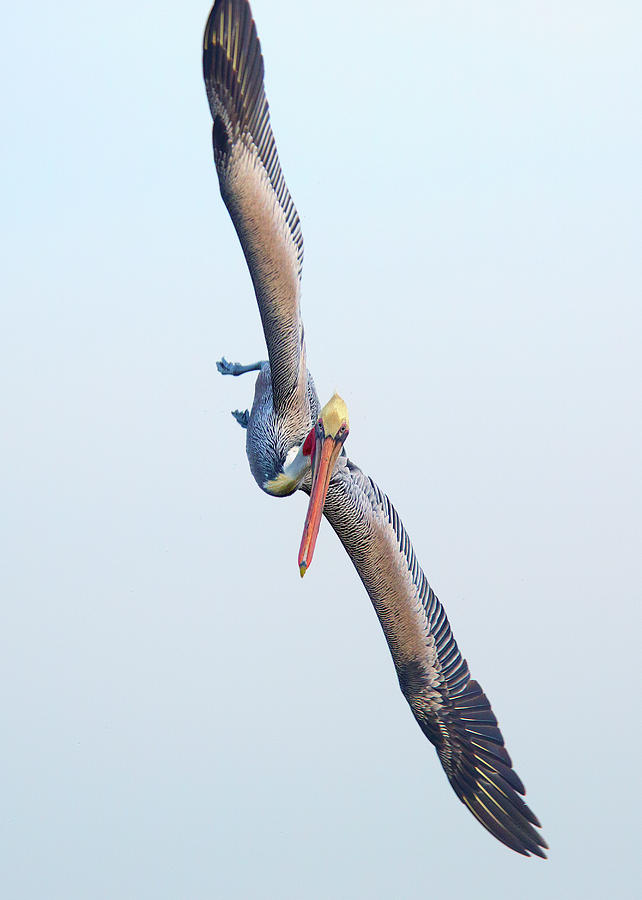 Kamikaze Pelican Photograph by Brian Knott Photography