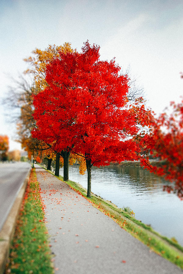 Kanawha Boulevard In Autumn Photograph by Shane Holsclaw