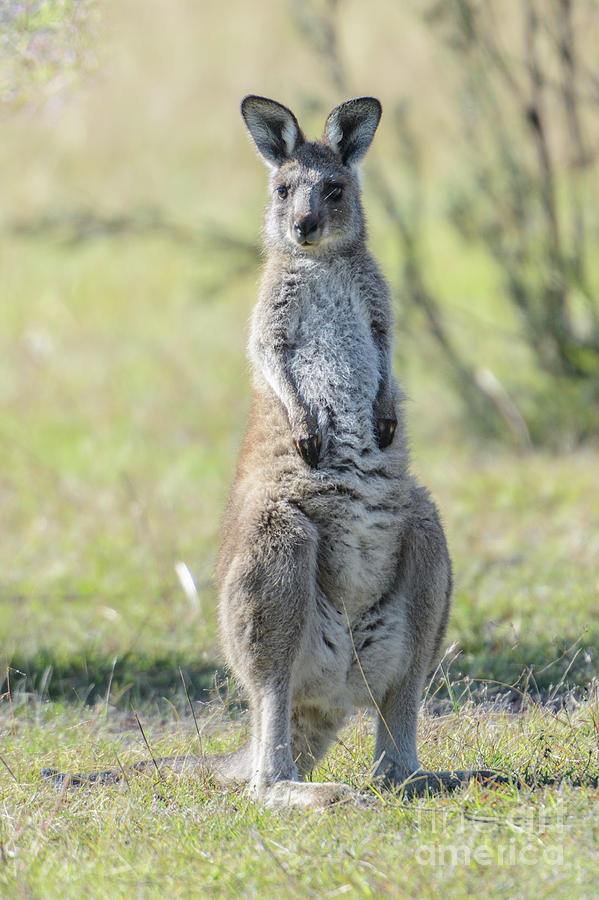 Kangaroo 1 Photograph by Werner Padarin