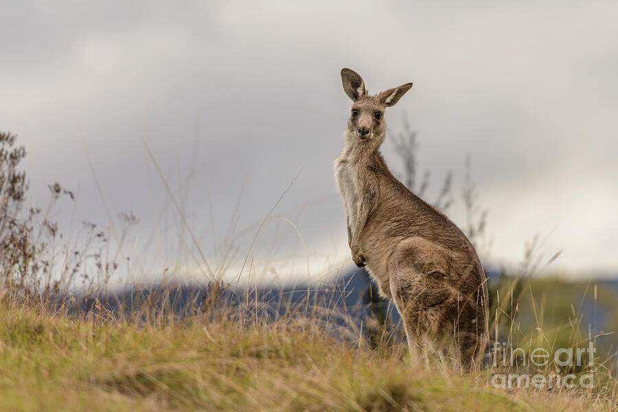 Kangaroo 2 Photograph by Werner Padarin