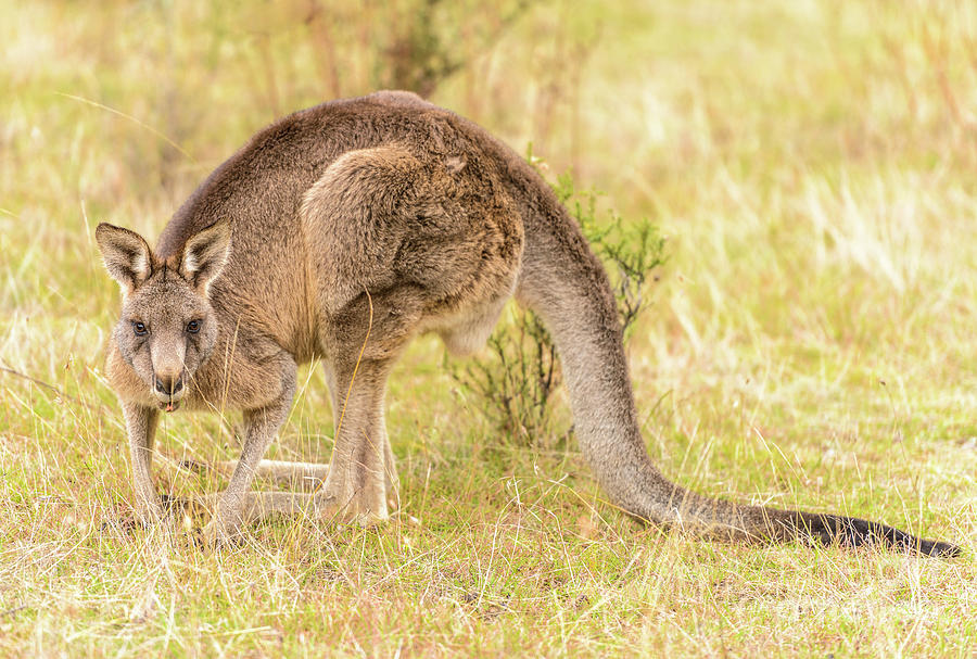 Kangaroo 3 Photograph by Werner Padarin