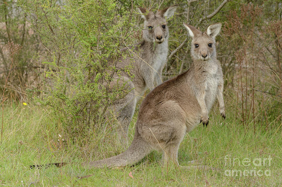  Kangaroo 4 Photograph by Werner Padarin