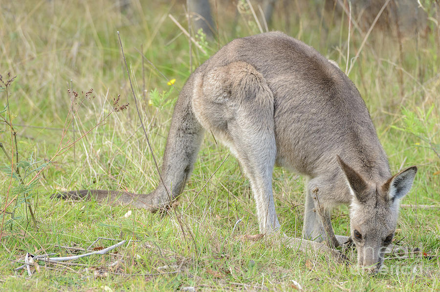 Kangaroo 5 Photograph by Werner Padarin