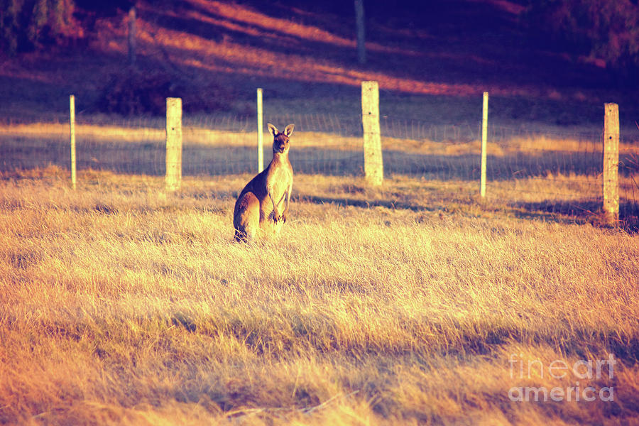 Kangaroo at Dusk Photograph by Cassandra Buckley