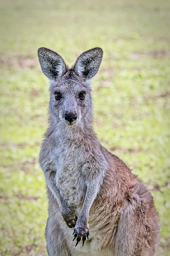 Kangaroo Photograph by Catherine Reading