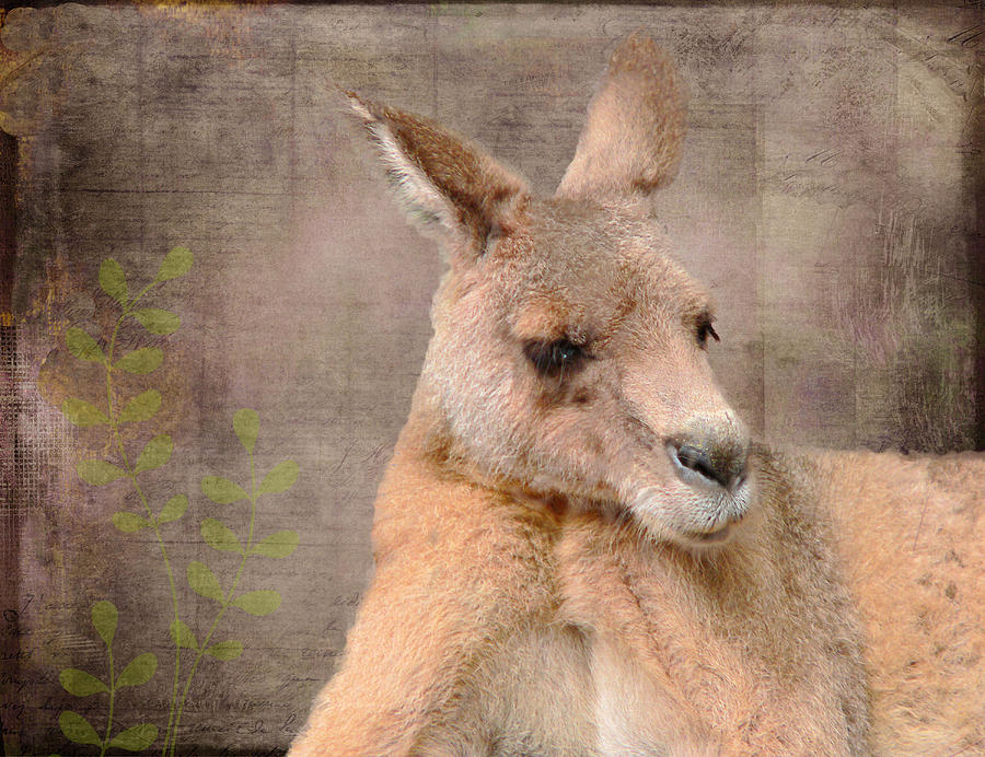 Animal Mixed Media - Kangaroo Grunge by Rosalie Scanlon