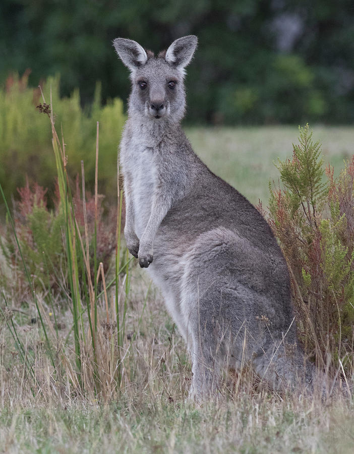 Kangaroo in the Wild Photograph by Masami IIDA