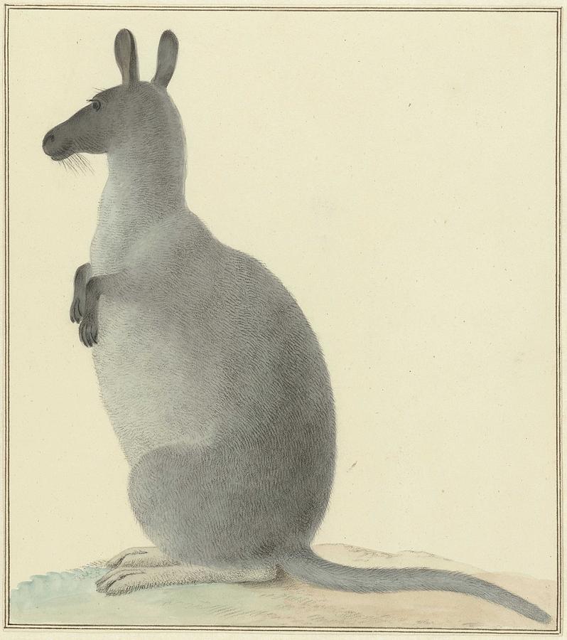 Kangaroo, Isaac Van Haastert, 1763 - 1834 Painting