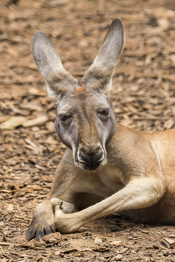 Nature Photograph - Kangaroo by Mary Jo Cox