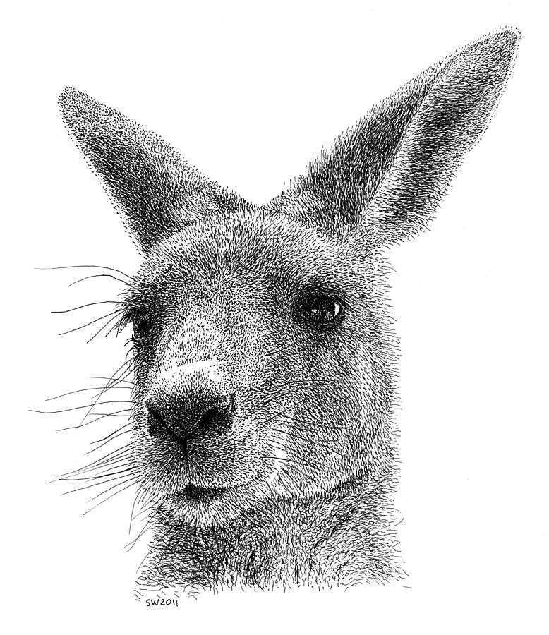 Kangaroo Drawing - Kangaroo by Scott Woyak