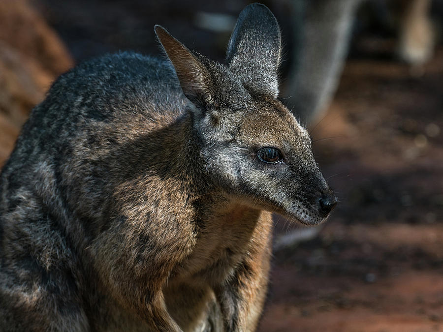 Kangaroo Photograph by Walt Sterneman