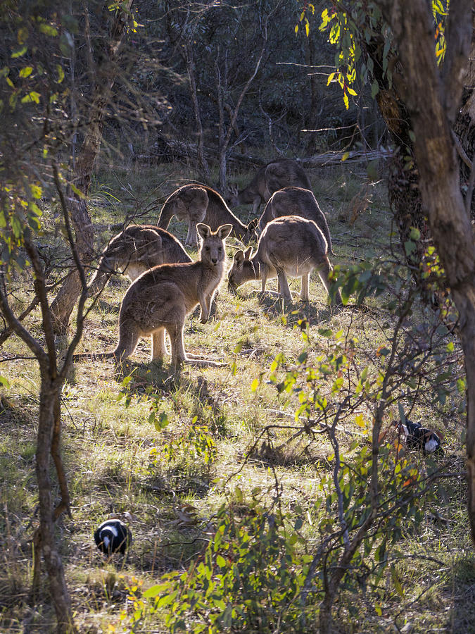 Kangaroo Photograph - Kangaroos and Magpies - Canberra - Australia by Steven Ralser