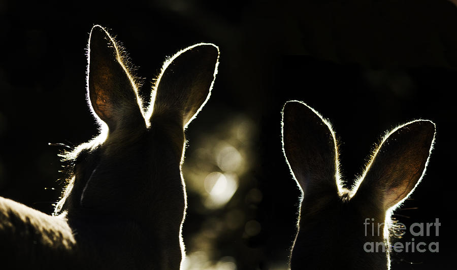 Kangaroos backlit Photograph by Sheila Smart Fine Art Photography