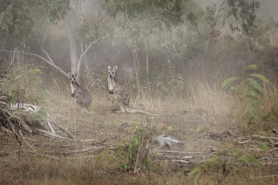Kangaroos In The Mist Photograph