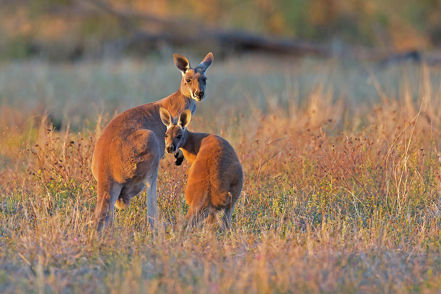 Kangaroos Photograph by Jean-Luc Baron