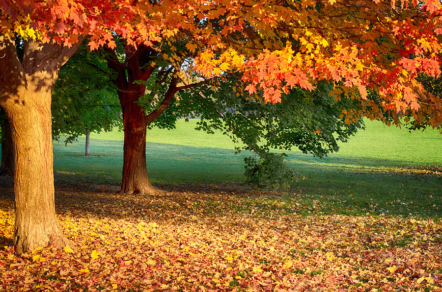 Kansas City Loose Park Fall #12 Photograph by John Diebolt - Pixels