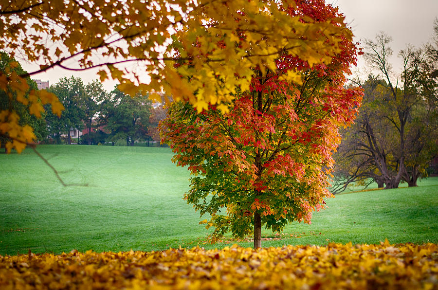 Kansas City Loose Park Fall #44 Photograph by John Diebolt - Fine Art ...