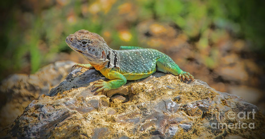 Kansas Collared Lizard Photograph by Elizabeth Winter