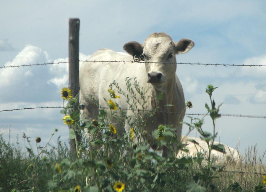 Kansas cow with sunflowers Photograph by Keith Stokes