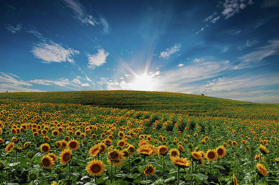 Kansas Dreams by Josh Spengler Kansas Dreams by Josh Spengler