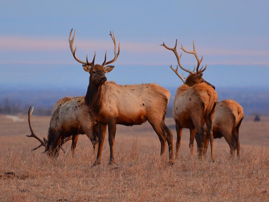 Kansas Elk 2 Photograph by Keith Stokes