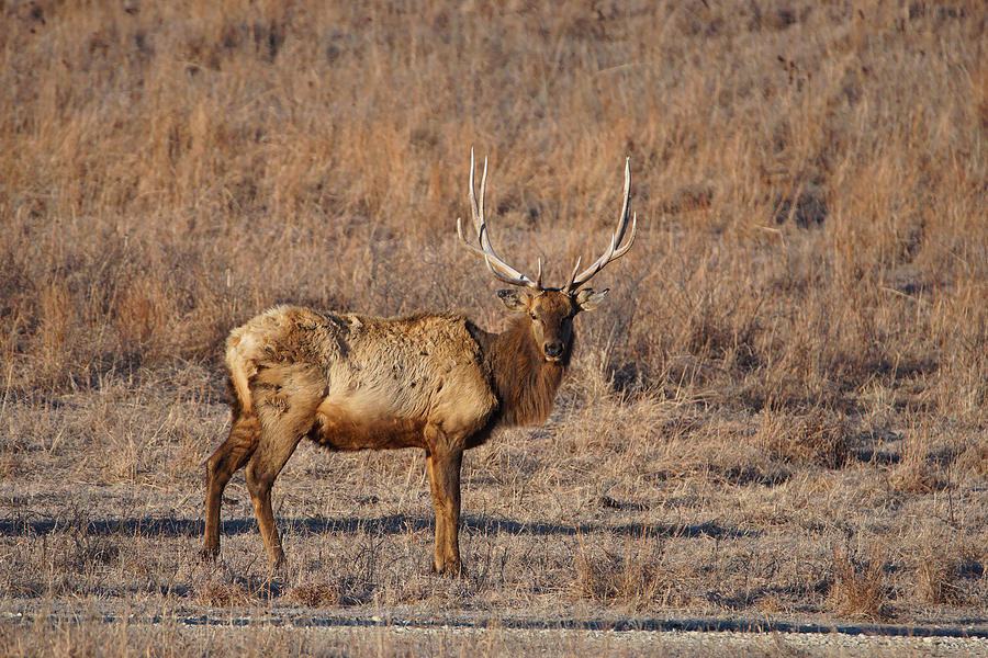 Kansas Elk Photograph by Alan Hutchins