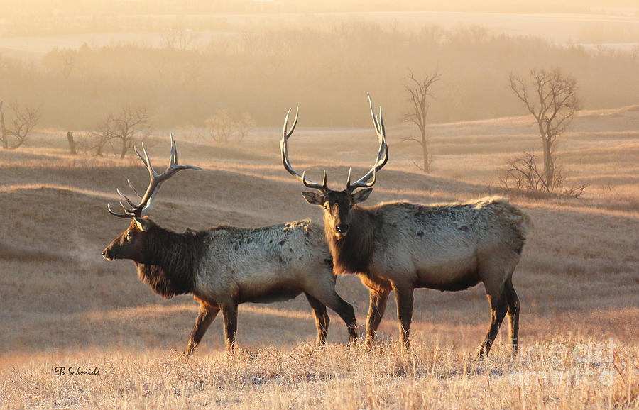 Kansas Elk Photograph by E B Schmidt