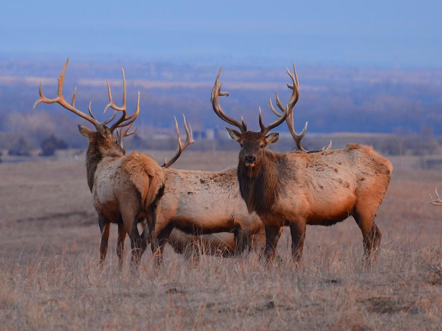 Kansas Elk Photograph by Keith Stokes