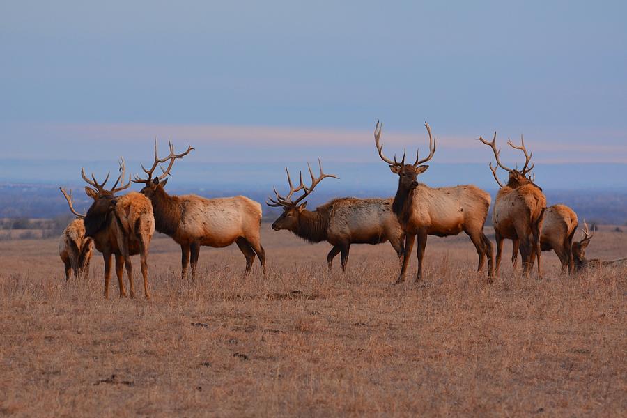 Kansas Elk Panarama Photograph by Keith Stokes