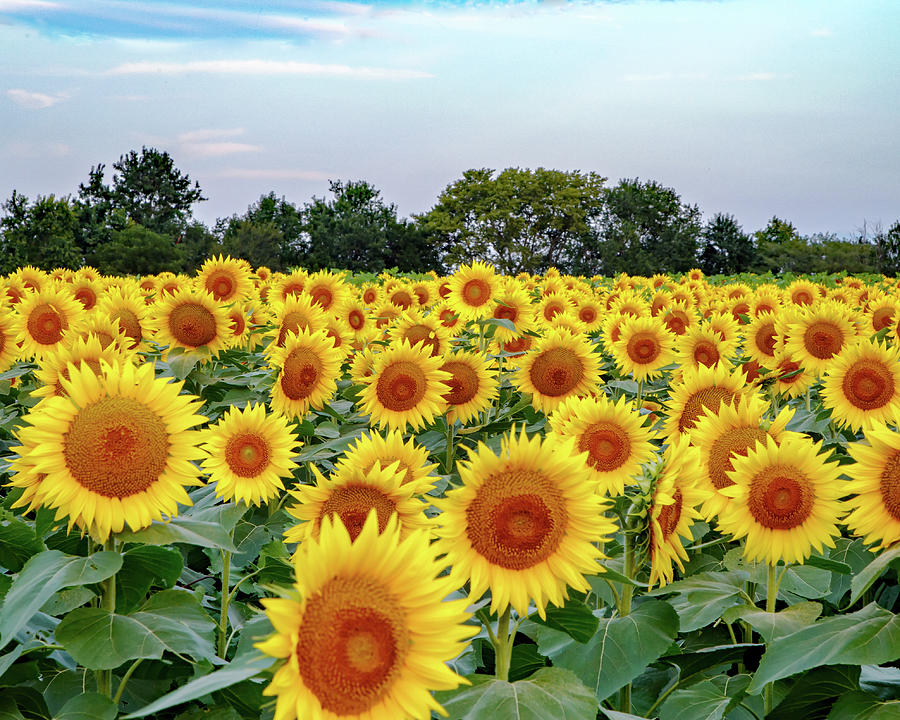 Kansas Gold Photograph by Kevin Anderson Kansas Gold Photograph by Kevin Anderson