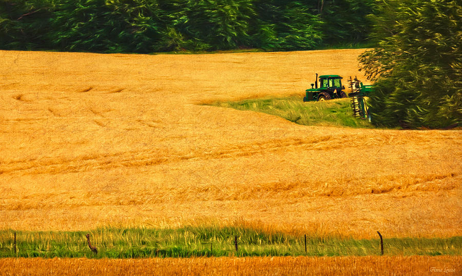 Kansas Golden Wheat Fields Photograph by Anna Louise