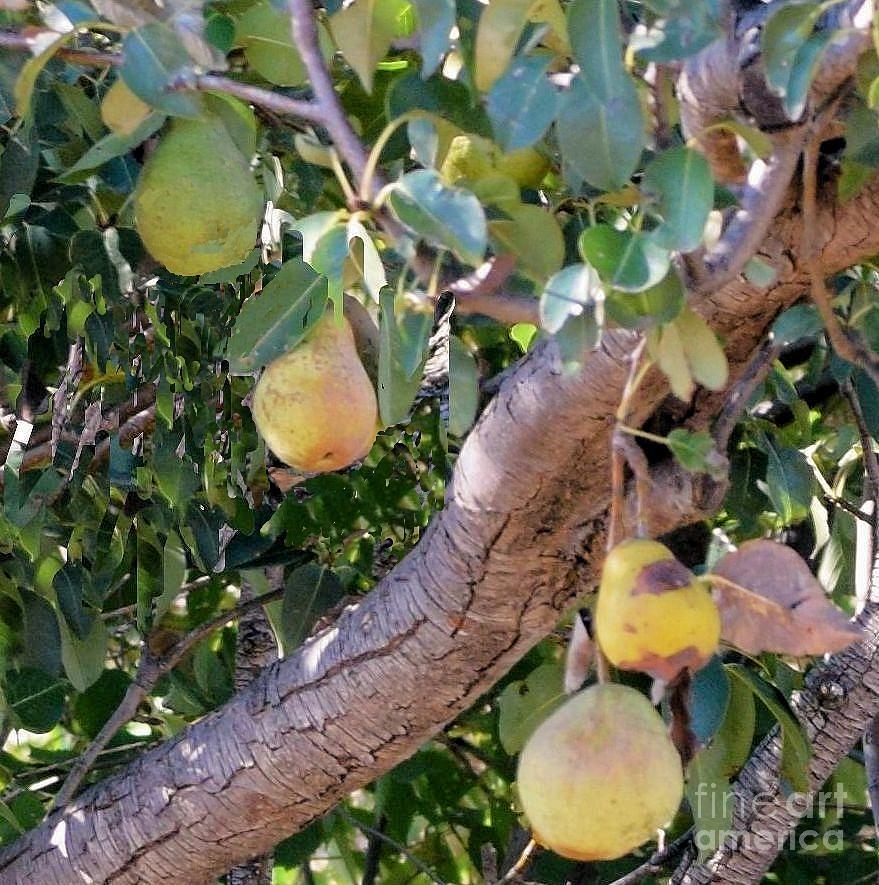 Kansas Pears in August Photograph by Janette Boyd