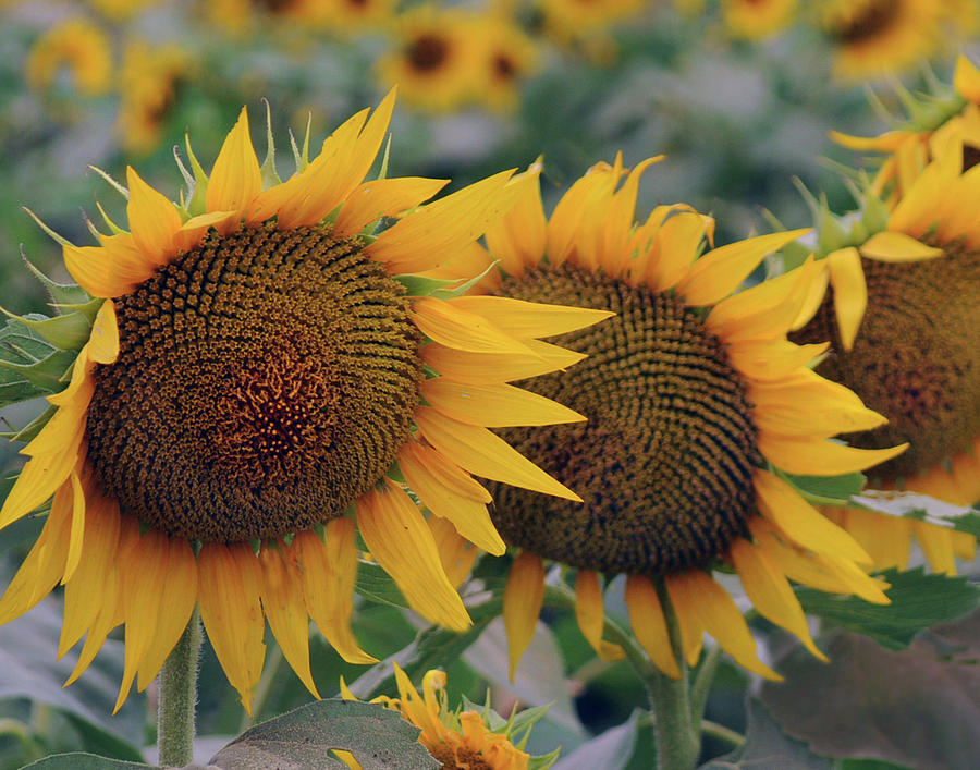 Kansas Sunflower Photograph by Don Wolf