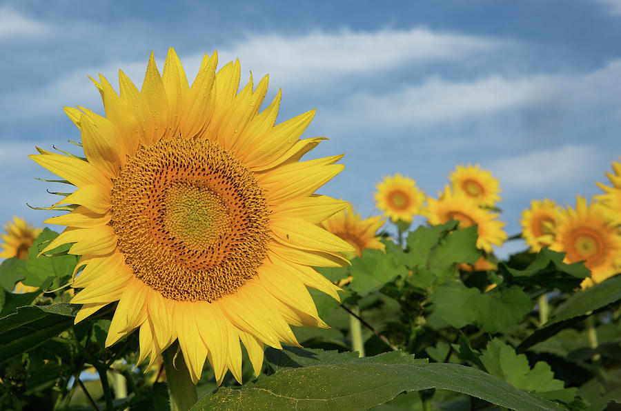 Kansas Sunflower Photograph by Eilish Palmer