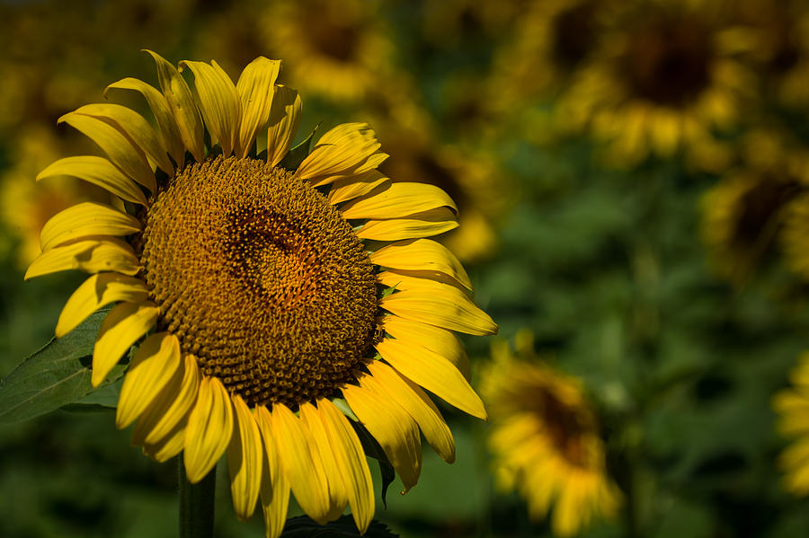 Sunflower Photograph - Kansas Sunflower Field by Larry Pacey